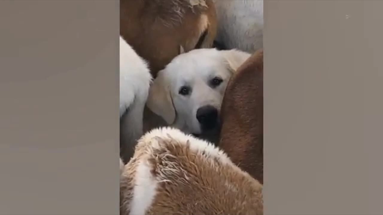 HOWL & ROAR | PART 10 ANIMAL FAIL💯🔥