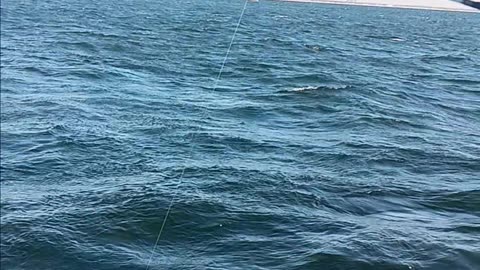 Short fluke