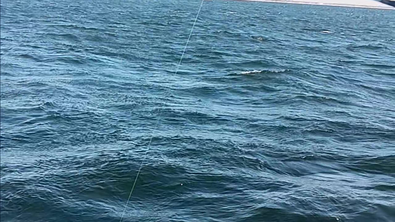 Short fluke
