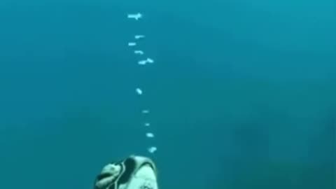 These ‘Aliens’ Live Right Beneath Us.