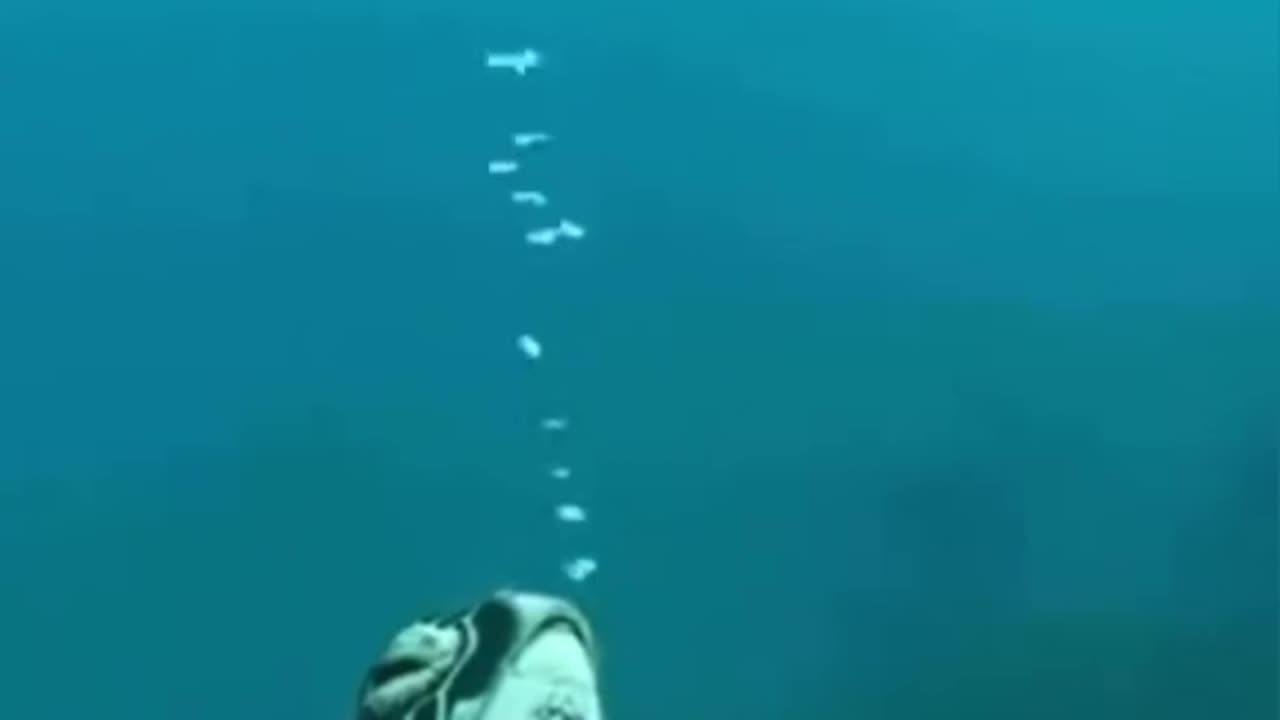 These ‘Aliens’ Live Right Beneath Us.
