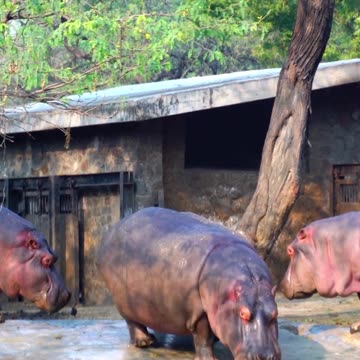 Anant Ambani’s Where hippos get five star care, because why not? #AnantAmbani #VantaraProject