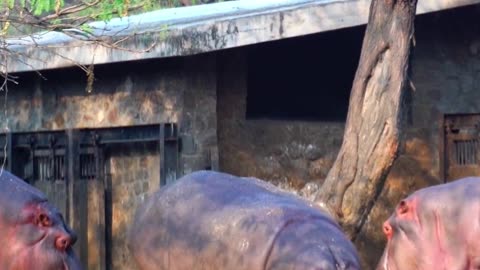 Anant Ambani’s Where hippos get five star care, because why not? #AnantAmbani #VantaraProject