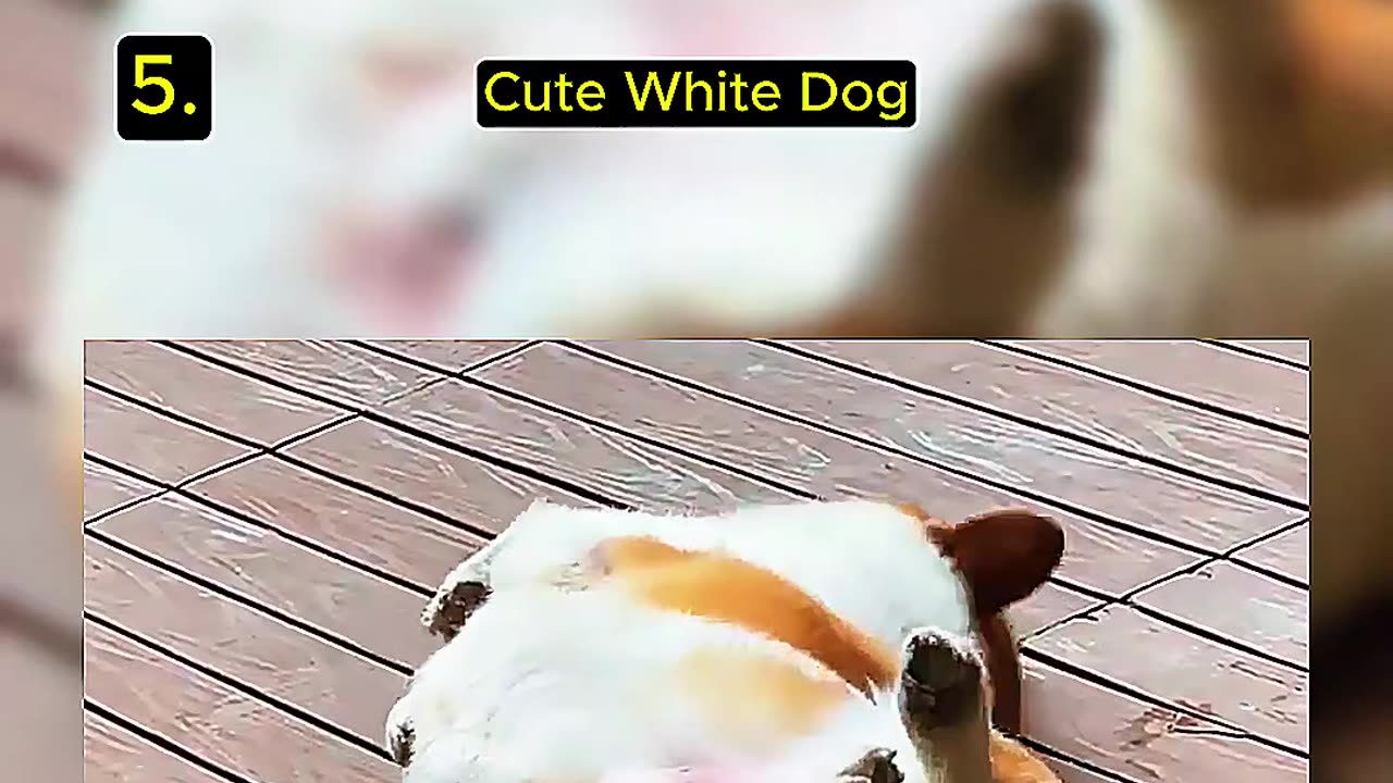 Top Random Dog Videos