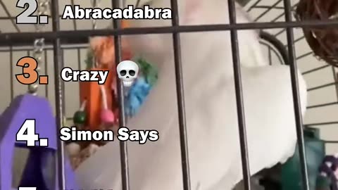 Ranking The Best Parrot Moments