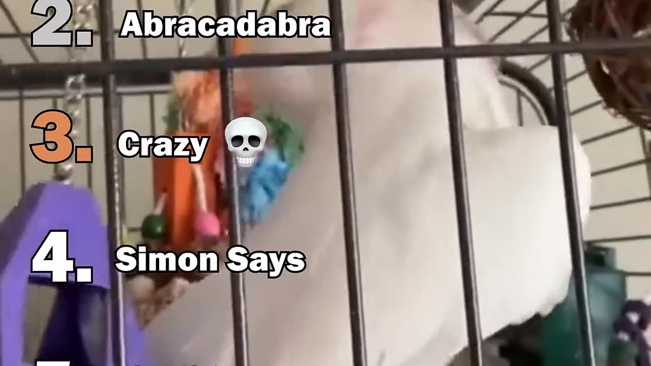 Ranking The Best Parrot Moments
