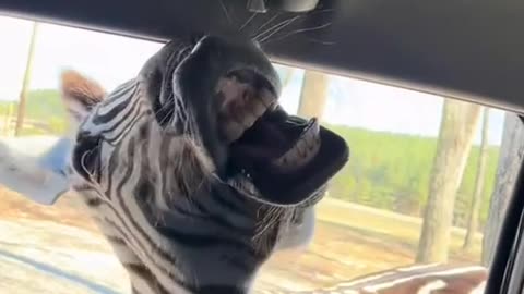 Put some treats in my mouth 🤣