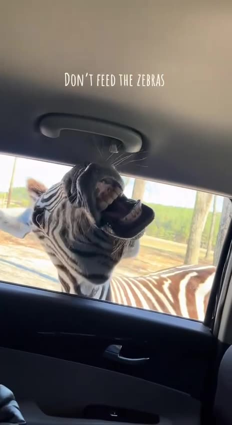 Put some treats in my mouth 🤣