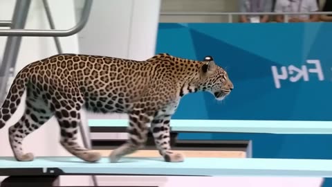 See which animal will win the gold medal? | Animal Olympics