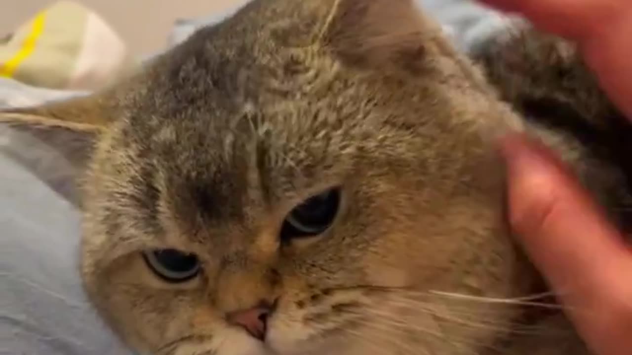 Cute cat angry