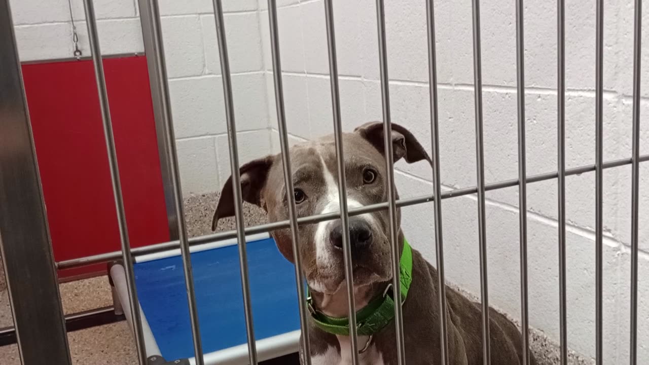 Lemon-Lime 2y A877742 kennel 14 pod 1 PACC shelter barked @me @1st, maybe he's just hungry2025921753