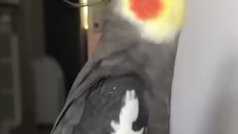 Super Cute And Funny Parrots #11