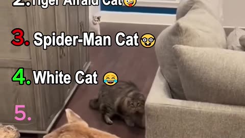Ranking Funny Cat Moment