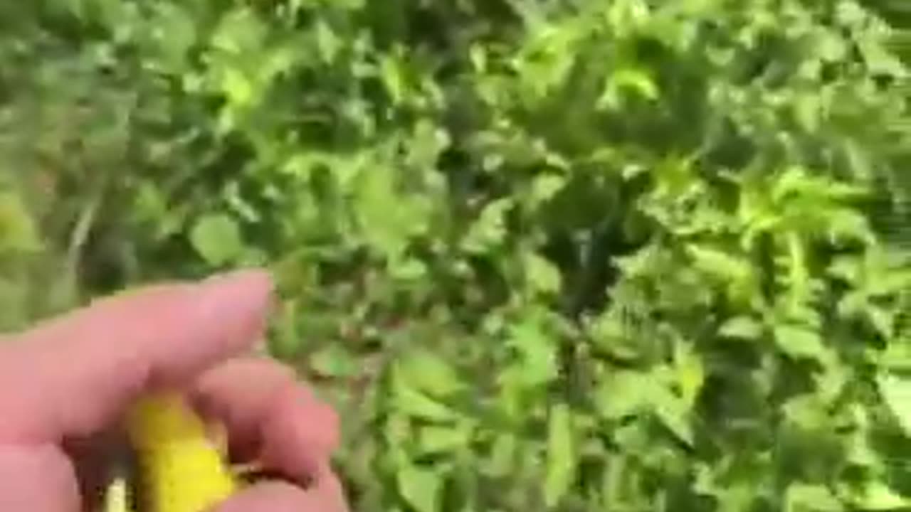 American Farmer says he’s tested his soil and it has 5x the amount of aluminum it used to have.
