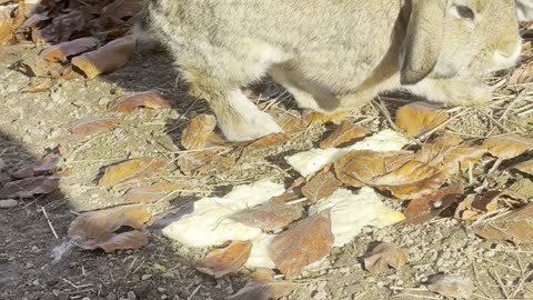 bunnies digging around in the garden dirt 🌱🐰