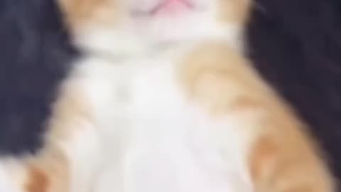 Funny Animals