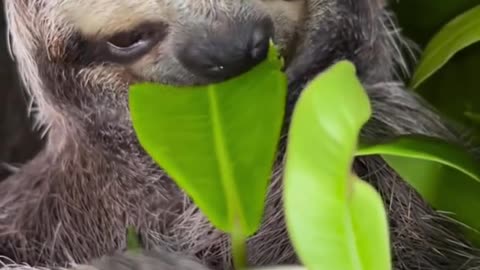Sloth dinner