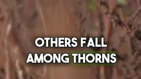 From Soil to Spirit: The Seed Parable Explained