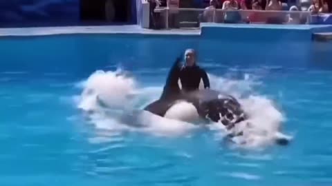 Jessica Dolphin Trainer Attack| Jessica Radcliffe Orca Attack| Dolphin Jessica Accident