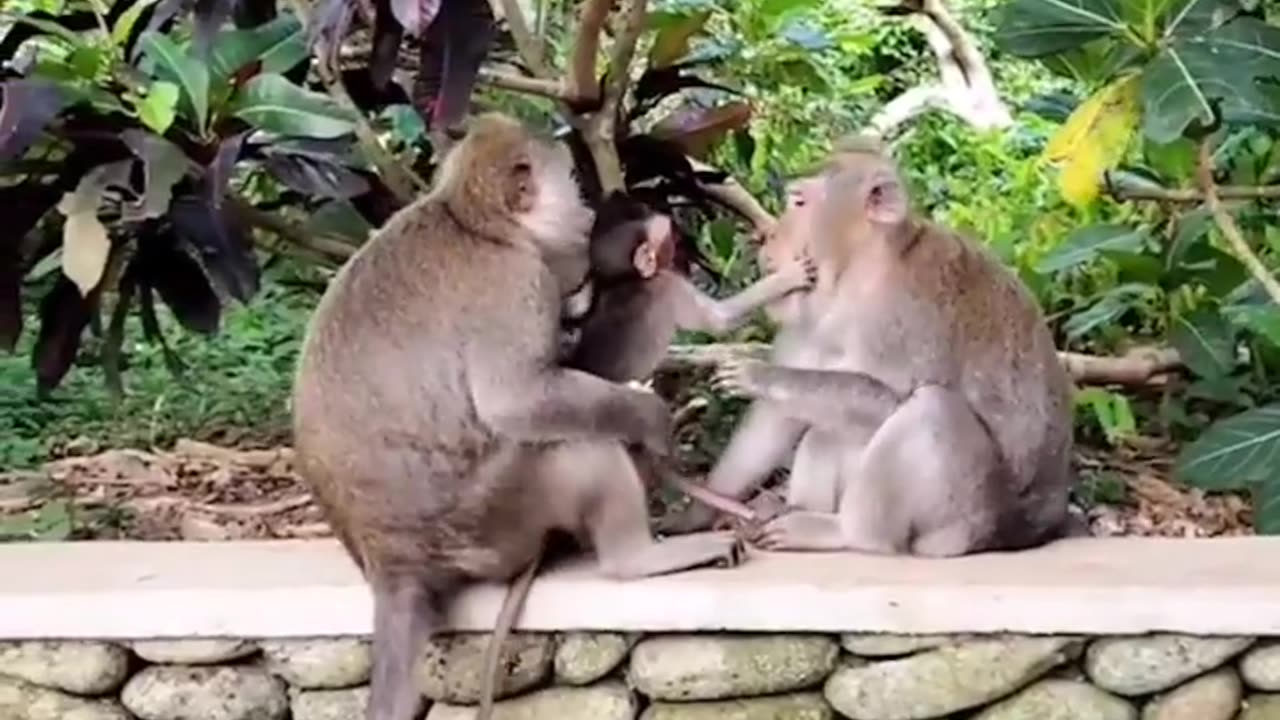 Beautiful nature with monkeys