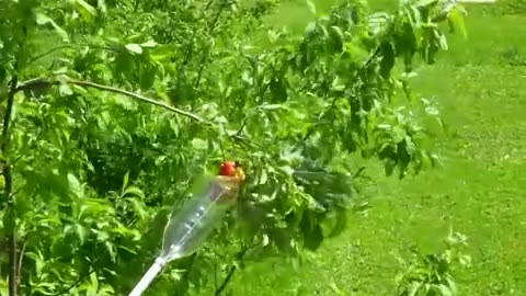 Use this clever plastic bottle method to pick fruits
