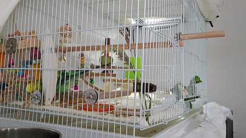 Gurgeh's Apartment