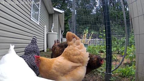 Morning Feast After The Rain