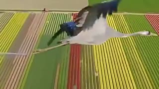 Love All Life Always #121 - Migrate With The Cranes...Poetry In Flight
