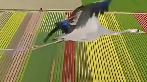 Love All Life Always #121 - Migrate With The Cranes...Poetry In Flight