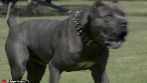 Cane Corso 101 : Everything You Want To Know About Italian Mastiff