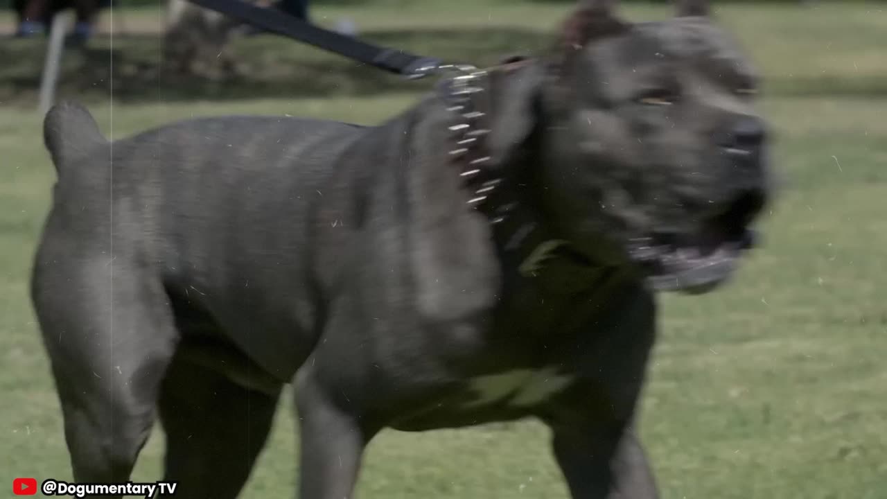 Cane Corso 101 : Everything You Want To Know About Italian Mastiff