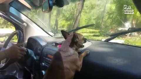 FUNNY Pets | Hilarious Animals Compilation 2025