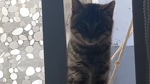 Gatito