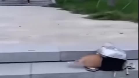 😂🌪️ The Ultimate Chaos Video! Proof that Chaos has no Limits | FunFM