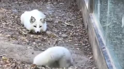😂🦊 When Your Fox Demands Attention—You Must Go! | FunFM