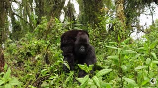 😂🐒 Mom Skills in Progress! Gorilla Piggyback Fail | FunFM