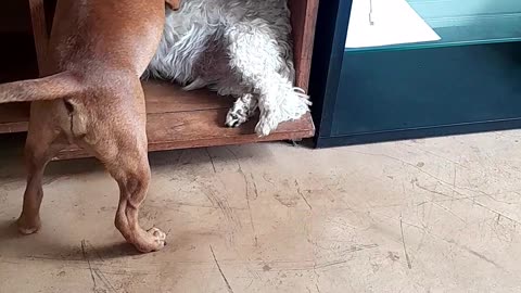 dog fights to get the day going