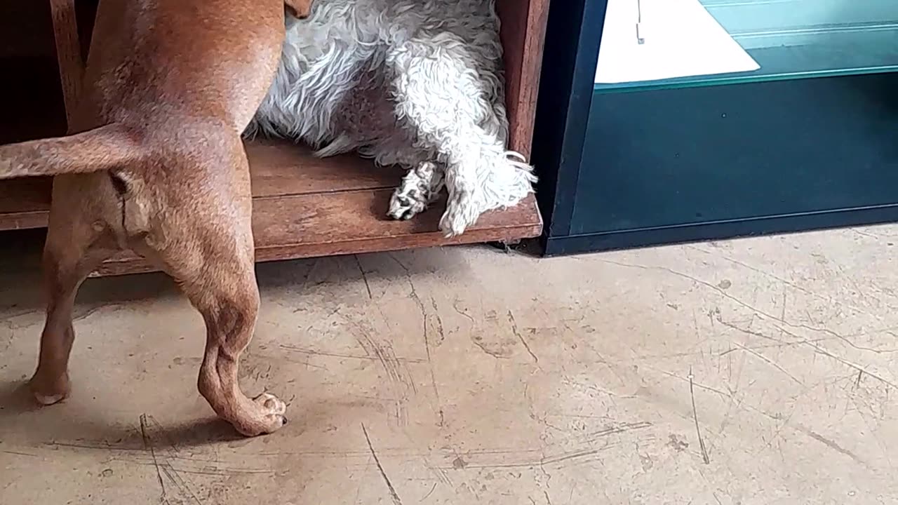 dog fights to get the day going