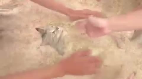 Funniest Cats And Dogs videos 🐶🐱