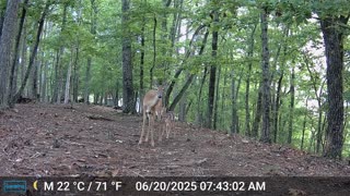 The Woods – 06/20/2025