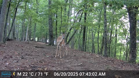 The Woods – 06/20/2025