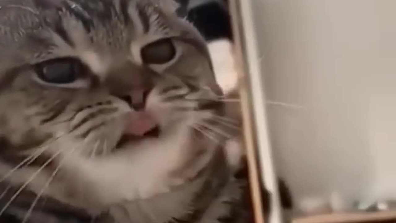 Funny Cat Fails #catfails