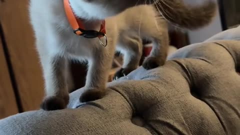 A confused catt meets a weird goat