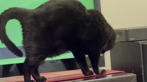 Cute Precious Piper Stretches Out in Front of the TV - Adopting a Cat from a Shelter Vlog
