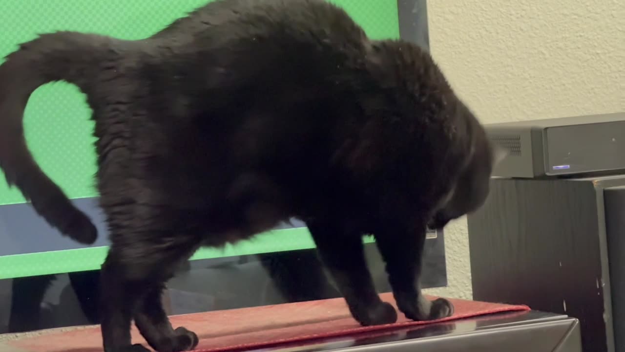 Cute Precious Piper Stretches Out in Front of the TV - Adopting a Cat from a Shelter Vlog