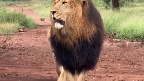 These lions, specimens of health and stoutness, are truly impressive.