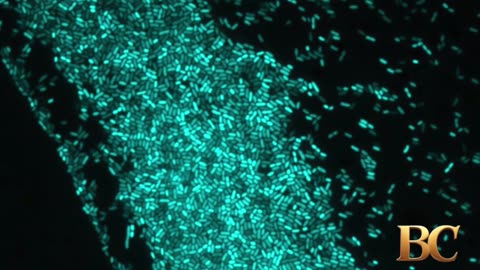 Light-guided ‘bacterial robot’ system tackles antibiotic resistance