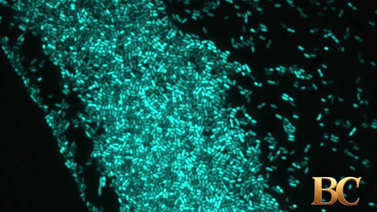 Light-guided ‘bacterial robot’ system tackles antibiotic resistance