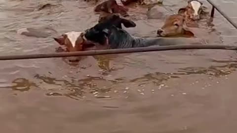 This Is How Texas Floods Destroy Animal Lives
