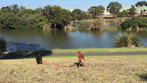Lakeside - 3 Geelong Australia